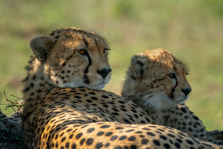 Close-up of cheetah with cub lying side-by-sideの写真素材