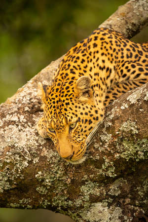 Close-up of leopard resting head on branchの写真素材