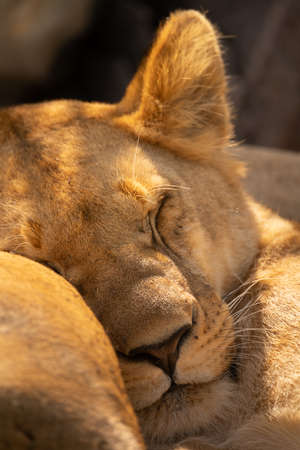 Close-up of lioness lying asleep by anotherの写真素材