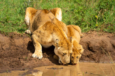 Close-up of lioness with cub drinking waterの写真素材