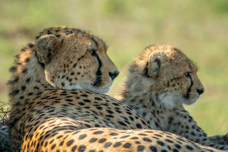 Close-up of cheetah lying side-by-side with cubの写真素材