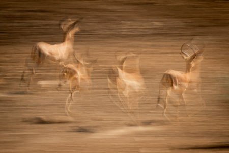 Abstract slow pan of common impalas gallopingの写真素材