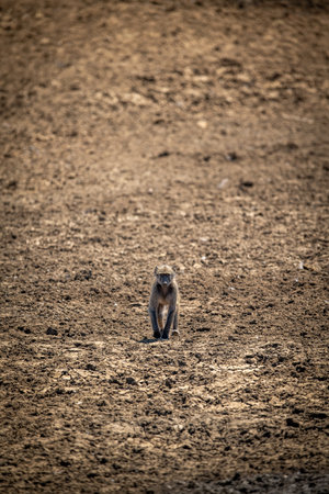 Baby chacma baboon crouches on rocky slopeの写真素材