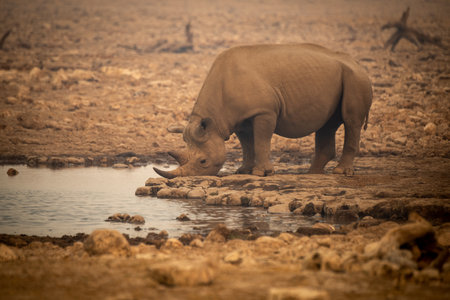 Black rhino drinks from waterhole in hazeの写真素材
