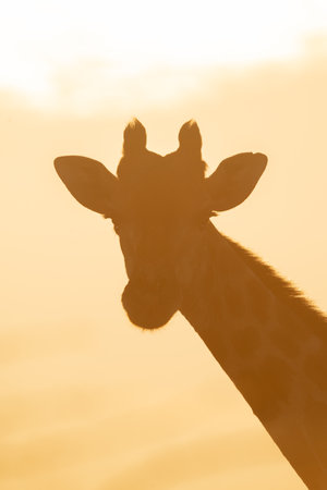 Backlit southern giraffe head facing cameraの写真素材