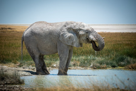 African bush elephant stands drinking in waterholeの写真素材