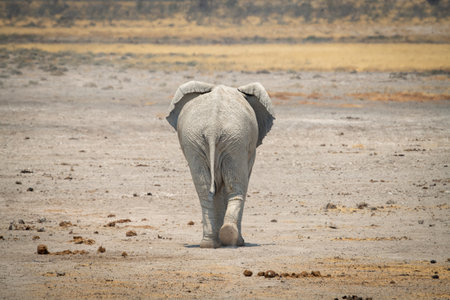 African bush elephant walks away across salt panの写真素材