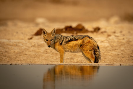 Black-backed jackal stands turning head by waterholeの写真素材