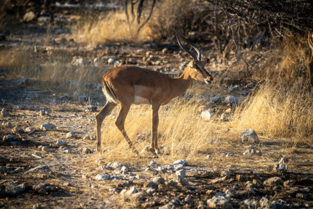 Black-faced impala stands in grassland among rocksの写真素材