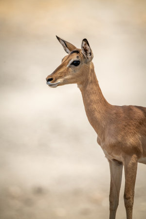 Close-up of female common impala looking leftの写真素材