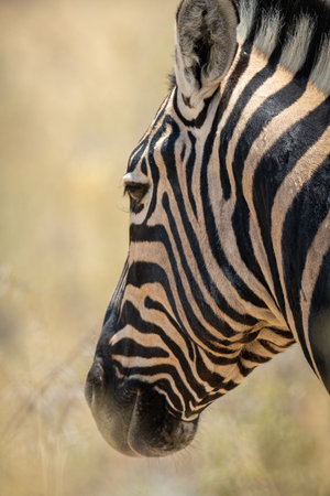 Close-up of plains zebra head from behindの写真素材