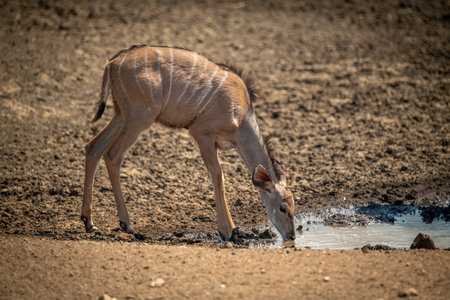 Female greater kudu drinks from muddy waterholeの写真素材