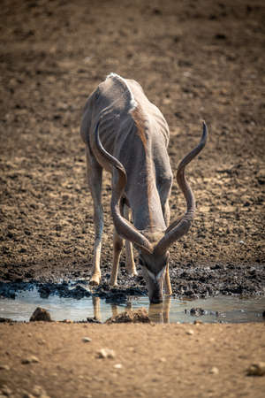 Male common waterbuck stands near common impalaの写真素材