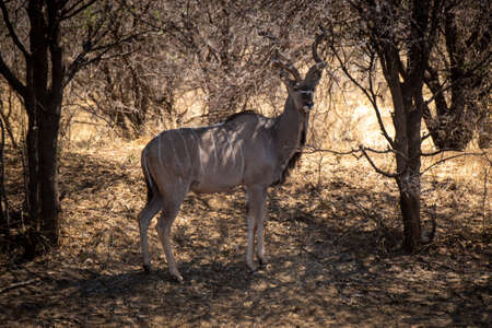 Male greater kudu stands by salt lickの写真素材