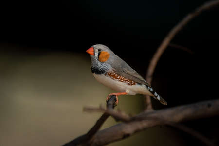 Male zebra finch on branch with catchlightの写真素材