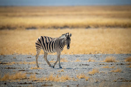 Plains zebra walks across rocky salt panの写真素材