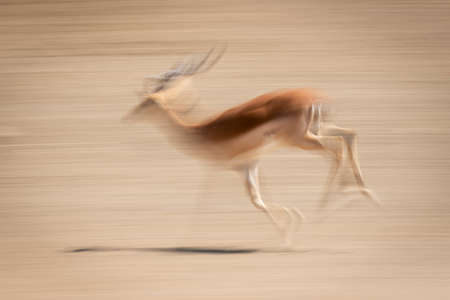 Slow pan of male common impala gallopingの写真素材