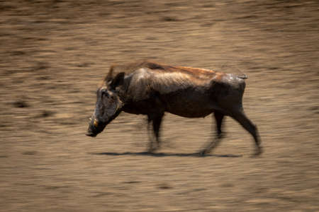 Slow pan of common warthog heading leftの写真素材