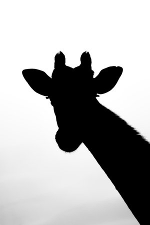 Southern giraffe head and neck in silhouetteの写真素材