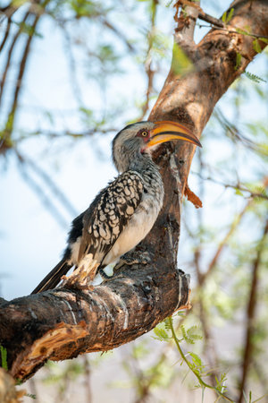 Southern yellow-billed hornbill in profile on branch