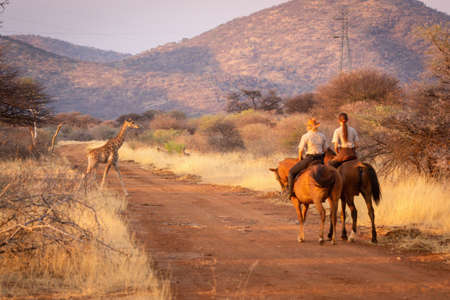 Two women riders watch giraffe cross trackの写真素材