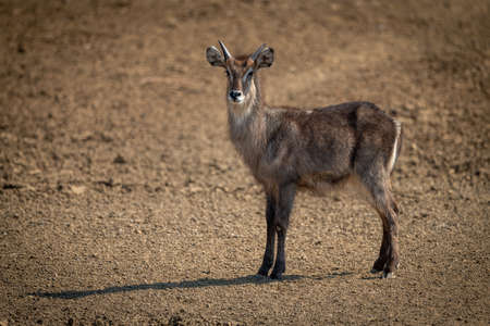 Young male common waterbuck standing on screeの写真素材