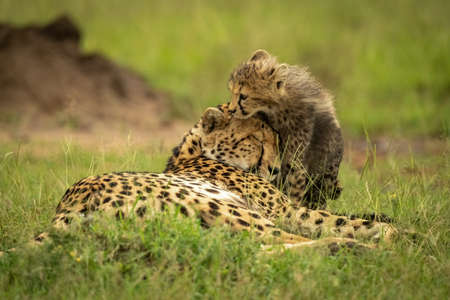Cheetah cub walks across grass looking downの写真素材
