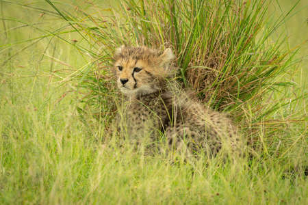 Cheetah cub walks through grass heading leftの写真素材