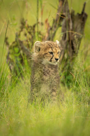 Cheetah cub sits yawning in long grassの写真素材