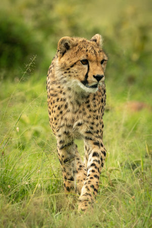 Cheetah cub walks through grass heading leftの写真素材