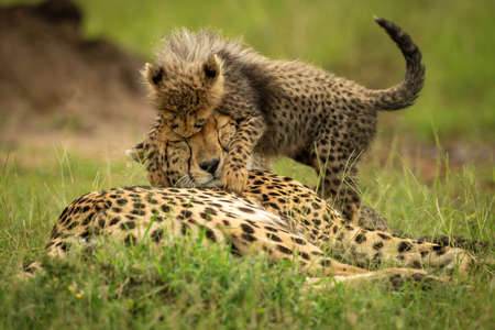 Cheetah sits near cub on grassy moundの写真素材
