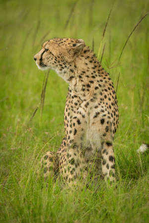 Cheetah sits looking left in blurry grassの写真素材