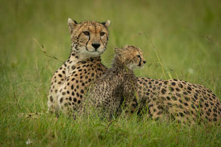 Cheetah sits looking left in blurry grassの写真素材
