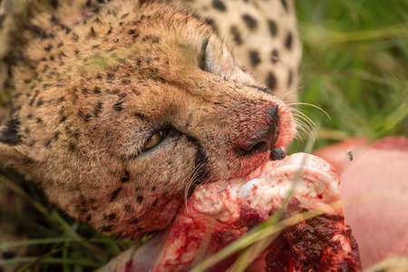 Close-up of cheetah cub lying grooming motherの写真素材
