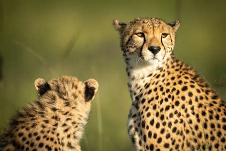 Close-up of cheetah cub lying grooming motherの写真素材