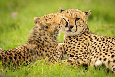 Close-up of cheetah cub lying grooming motherの写真素材