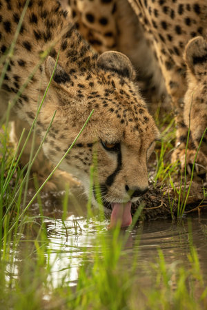Close-up of cheetah in profile looking rightの写真素材