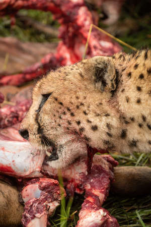 Close-up of cheetah licking one standing upの写真素材