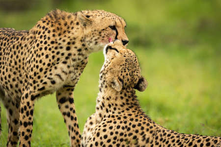 Close-up of cheetah licking one standing upの写真素材