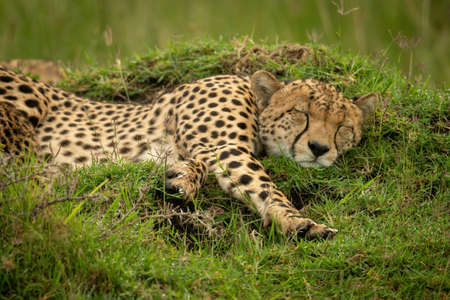 Close-up of cheetah lying by yawning cubの写真素材