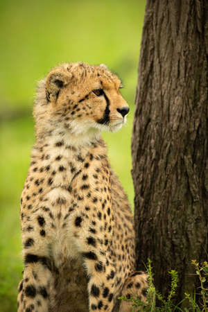 Close-up of cheetah lying in grass staringの写真素材