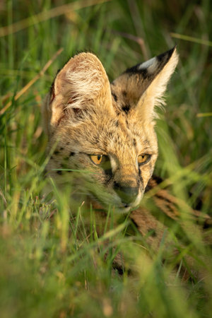 Cub stands on hind legs nibbling lioness