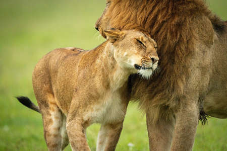 Cub stands by cheetah lying on grass