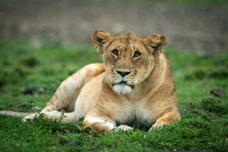 Cub tackles walking lioness and bites rumpの写真素材