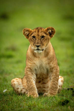 Lion cub sits by bushes staring leftの写真素材