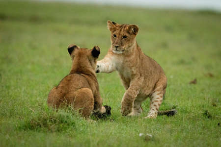 Lion cub on dead tree in grasslandの写真素材