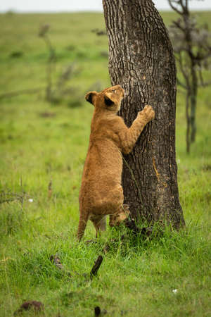 Lion cub walking across grass lifting pawの写真素材