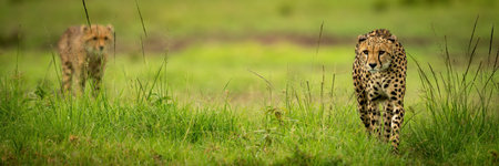 Lioness stands yawning as cub approaches another