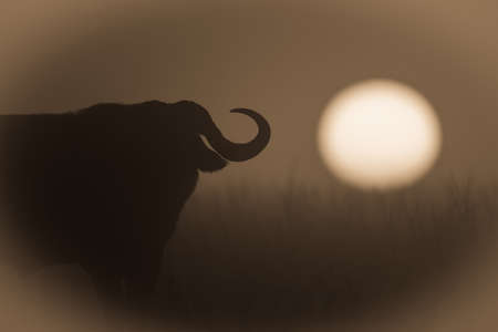 Panorama of two Cape buffalo standing togetherの写真素材