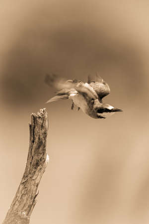 Male lion walks over grass staring aheadの写真素材